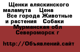 Щенки аляскинского маламута  › Цена ­ 15 000 - Все города Животные и растения » Собаки   . Мурманская обл.,Североморск г.